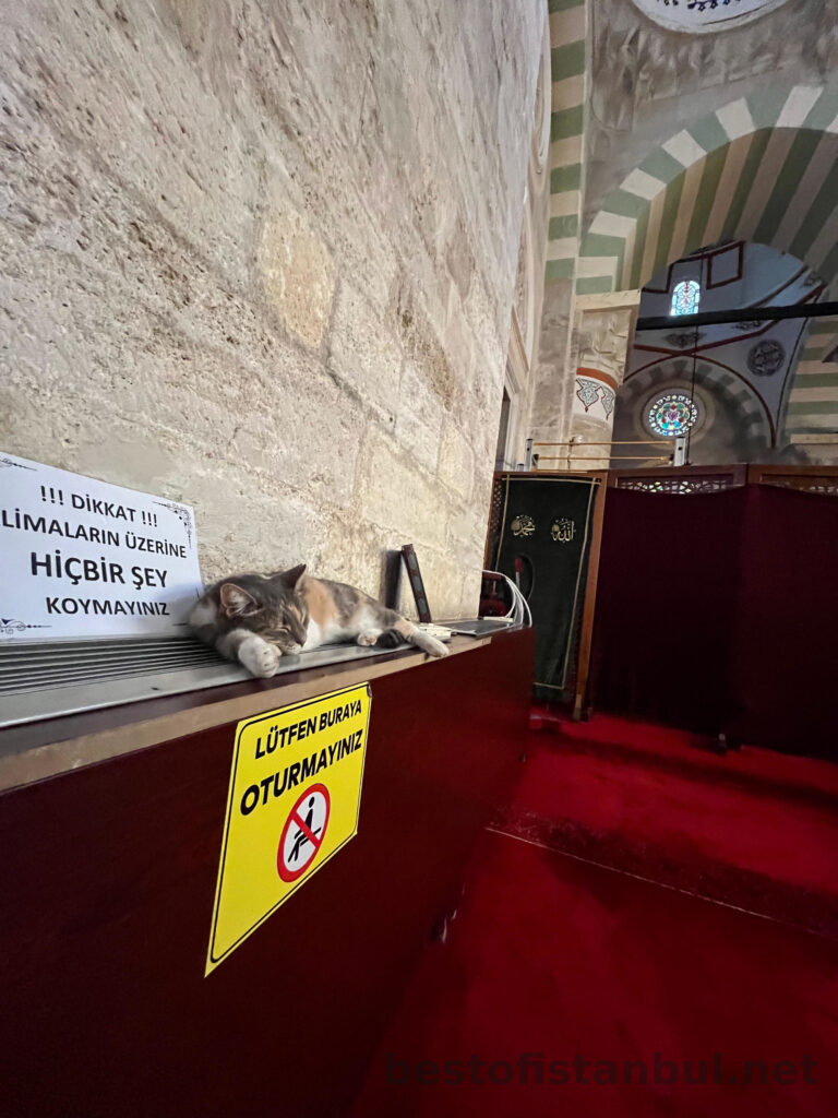 Mihrimah Sultan Mosque and cat