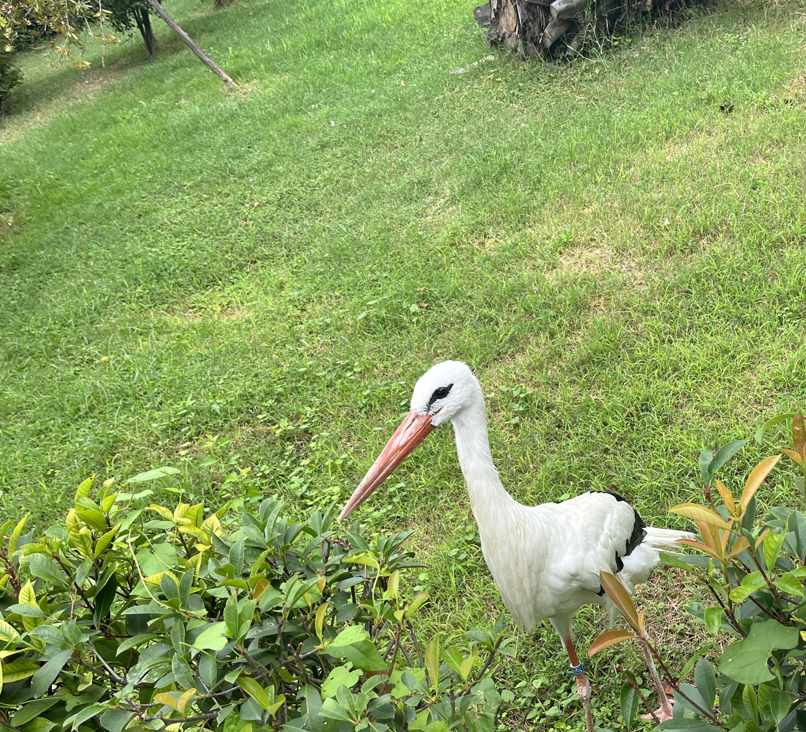 White stork walking on a green lawn beside a hedge in the Faruk Yalçın Zoo, Darıca