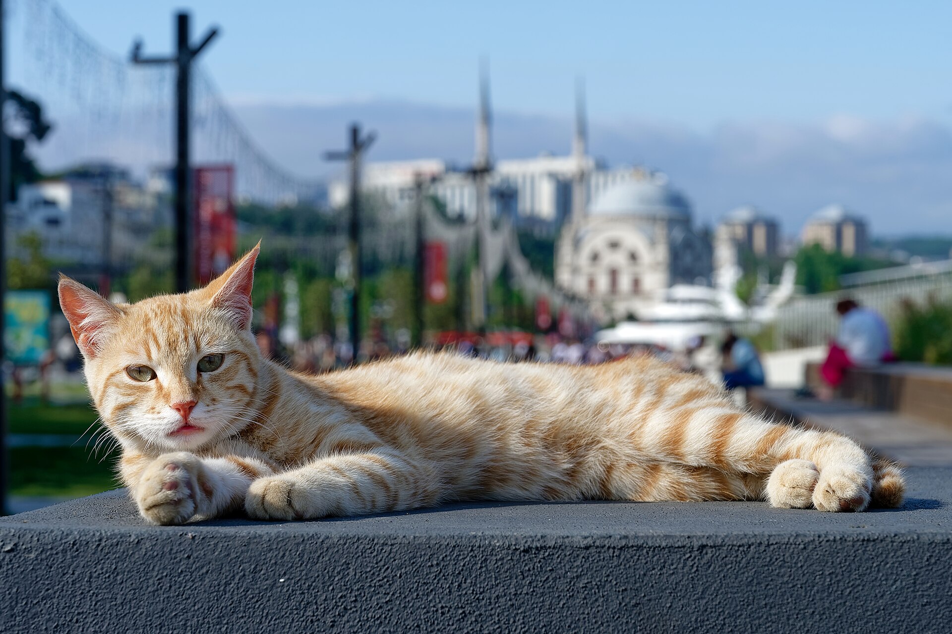 Istanbul Street Cats: Why They Are Everywhere and How to Treat Them
